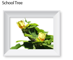 School Tree 