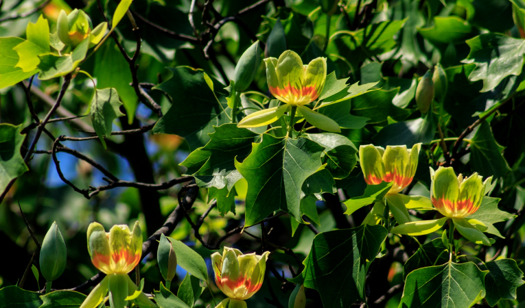 목백합